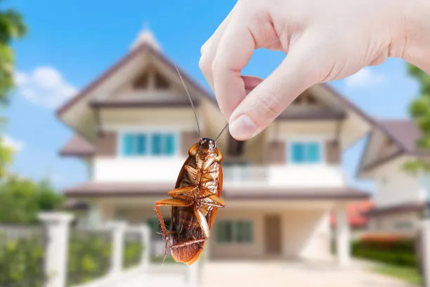 Dedetizadora perto de mim em Alagoas